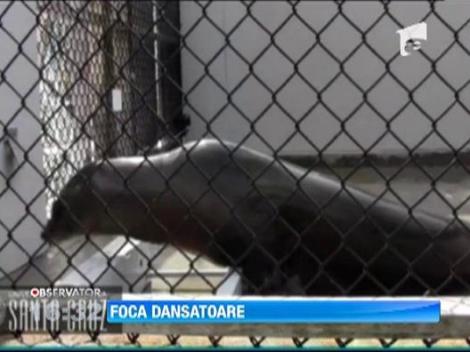 Foca dansatoare