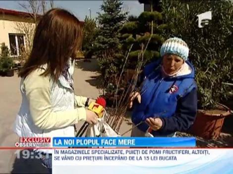 Vanzatorii de pe DN1 vand nuiele pe post de pomi fructiferi