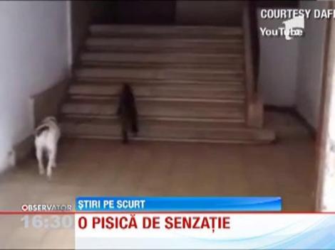 O pisica plimba un caine in lesa si il duce acasa