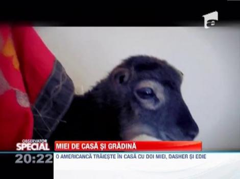 Mielul, animal de companie