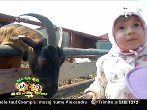 Gradina zoologica cu animale domestice