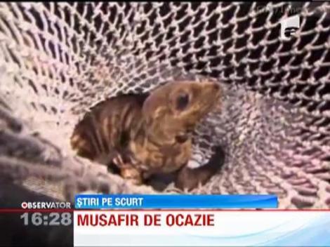 Un pui de leu de mare s-a cuibarit in masina unui american