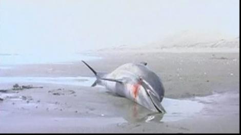 Un delfin a fost gasit mort pe o plaja din Constanta