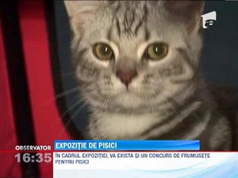 Expozitie internationala de feline