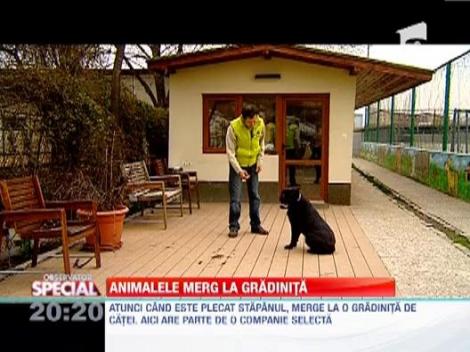 Gradinita de catei, raiul patrupedelor