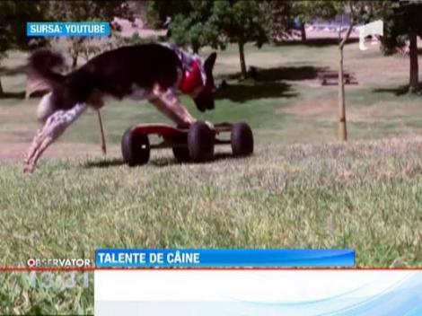 Caine pasionat de sporturi extreme