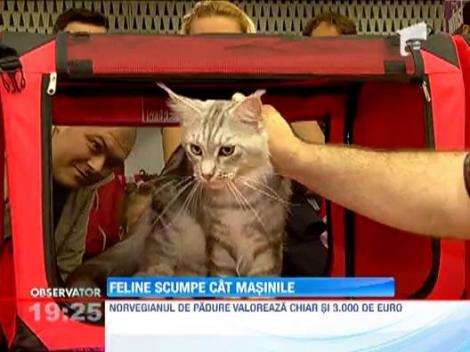 Pisici scumpe cat masinile la Expozitia Internationala Felina de Primavara
