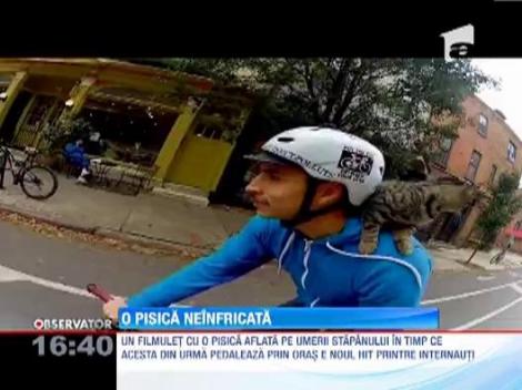 O pisica neinfricata