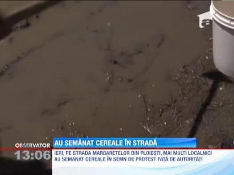 Disperati ca dupa fiecare ploaie se afunda in noroi, cativa ploiesteni au plantat cereale pe sosea