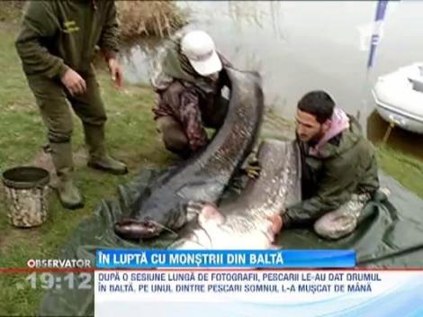 Doi pescari au capturat doi somni de aproape 60 de kilograme