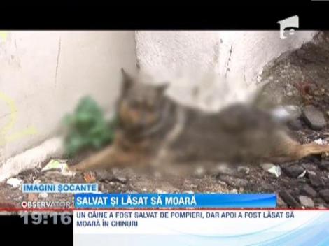 IMAGINI SOCANTE! Un caine salvat de pompieri a fost lasat sa moara in chinuri