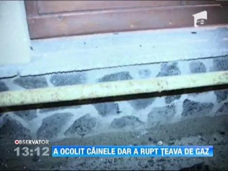 A ocolit un caine dar a rupt o teava de gaze