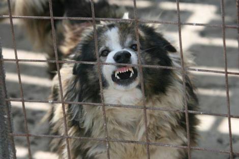 Dej: Batran de 80 de ani, sfasiat de cainii maidanezi