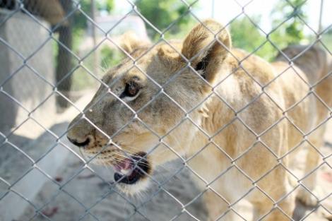 O fata a fost muscata de leu, la gradina zoologica din Radauti