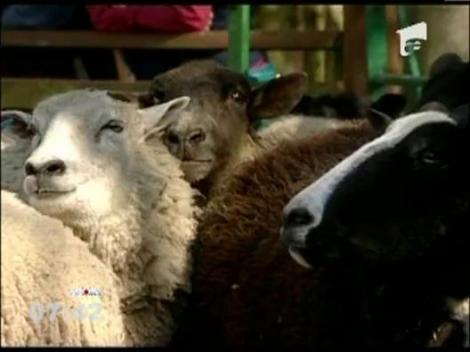 Cele mai rapide oi din Anglia