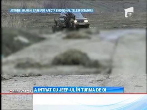 A intrat cu masina intr-o turma de oi care pastea pe terenul lui