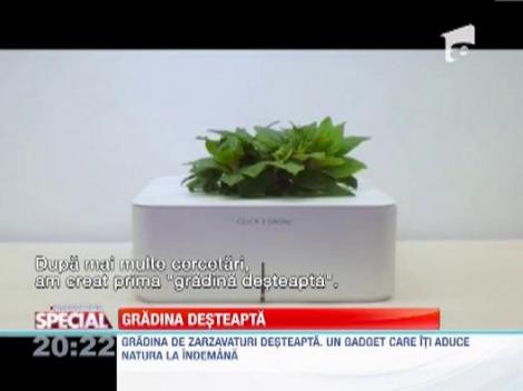 Gradina de zarzavaturi desteapta