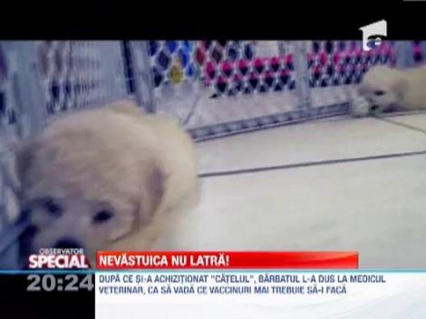 A cumparat o nevaistuica in loc de un pudel pitic!