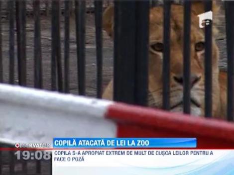UPDATE / O fata a fost muscata de leu, la gradina zoologica din Radauti