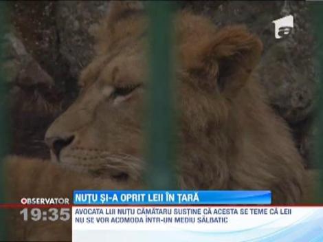 Leii lui Nutu Camataru nu mai pleaca in Africa