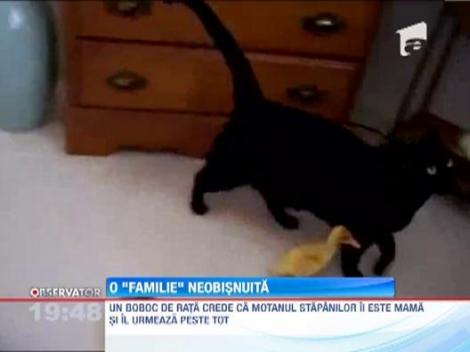 Relatie neobisnuita intre un boboc de rata si un motan