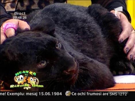 Pantera Radu, vedeta circului Globus