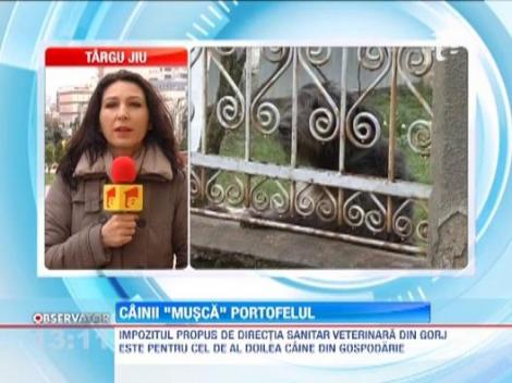 Impozit pe caini! Cand statul nu mai are ce taxe sa ia, pune bir pe animale