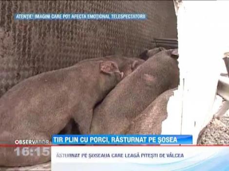 Un TIR incarcat cu aproape 150 de porci s-a rasturnat pe soseaua care leaga Pitesti de Valcea