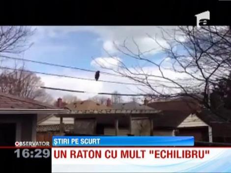 Un raton a parcurs in doua picioare distanta dintre doua case, pe liniile de telefonie