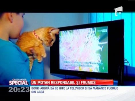 Un motan responsabil si frumos