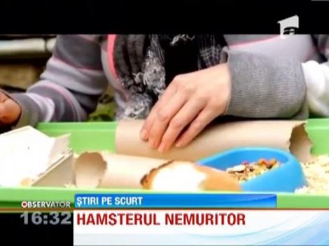 Minune de Pasti, in Marea Britanie! Un hamster a inviat din morti!