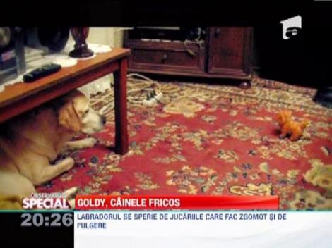 Goldy, cainele fricos