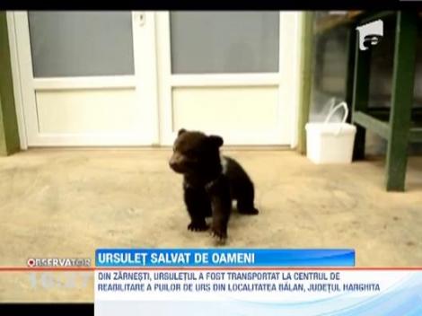Ursulet salvat de padurari