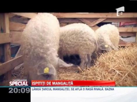 Porcul de Mangalita, singurul porc cu lana din lume