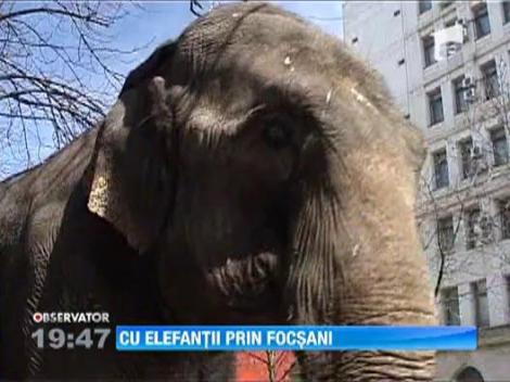 Elefanti pe strazile din Focsani