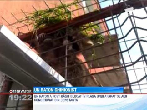 Un raton a pus pe jar autoritatile din Constanta