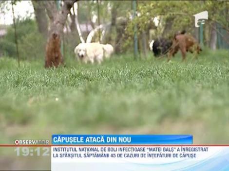 Capusele ataca din nou