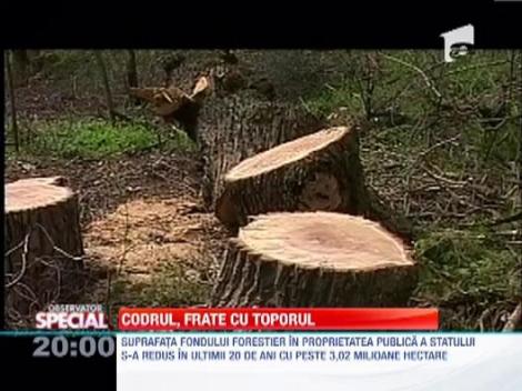 Padurile din Romania, mobila pentru straini