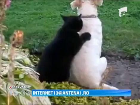 Caine masat de pisica