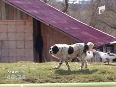 Sfasiat de o haita de caini de stana