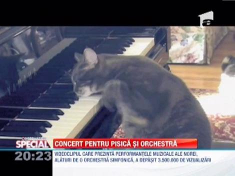 Nora, singura pisica pianista din lume