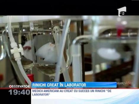 Rinichi creat in laborator
