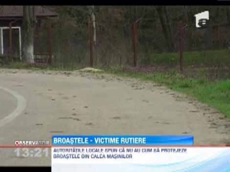 Invazie de broaste pe drumurile din zona montana a judetului Arad
