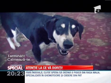 Observator Special | Clyde, cainele "vorbitor" care isi doreste o pisica!