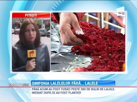 Simfonia lalelelor, in pericol! Sute de bulbi de lalele au fost furati!