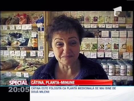 Totul despre catina, planta-minune!
