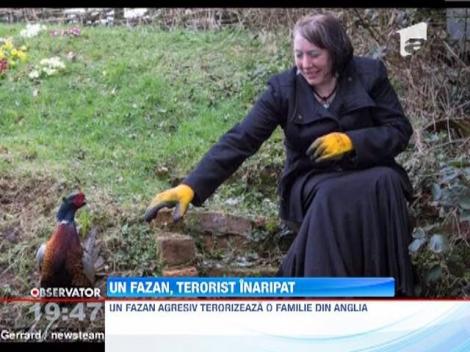 Un fazan terorizeaza un cuplu de batrani din Anglia