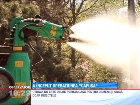 UPDATE / In Capitala a inceput vanatoarea de capuse