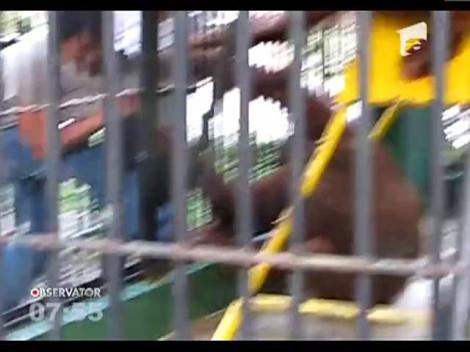 Un urangutan i-a furat tricoul unui turist