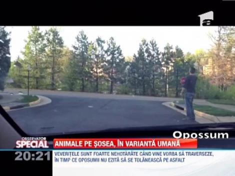 Animalele pe sosea, in varianta umana